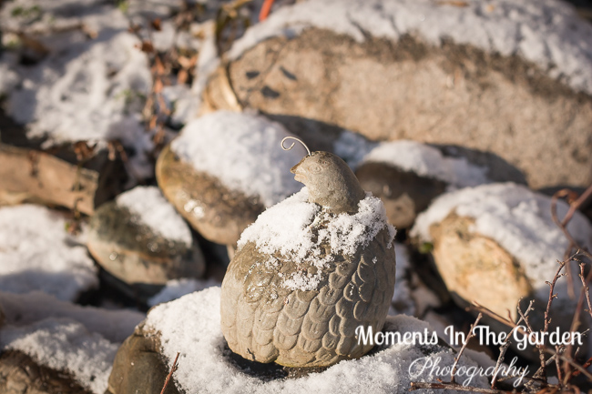 MomentsintheG's tweet photo. Always happy to see sunshine and the black capped chickadees feeding. #sunshine #birdsfeeding #blackcappedchickadee #naturephotography #lightsnowfall #mygarden #mygardentoday #momentsinthegardenphotography https://t.co/pS8CFwSxgB