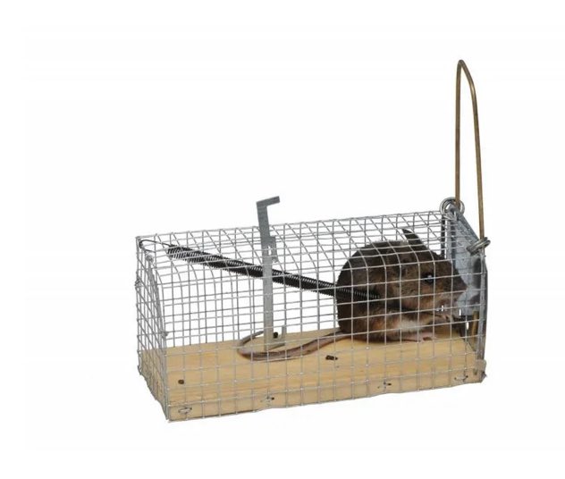 MJVG's tweet photo. @martijnmollers Vangkooitjes met stukje kaas plaatsen, diervriendelijk en werkt. En dan buiten in natuur, wel uit buurt van huis, loslaten https://t.co/4fASgRRcnp