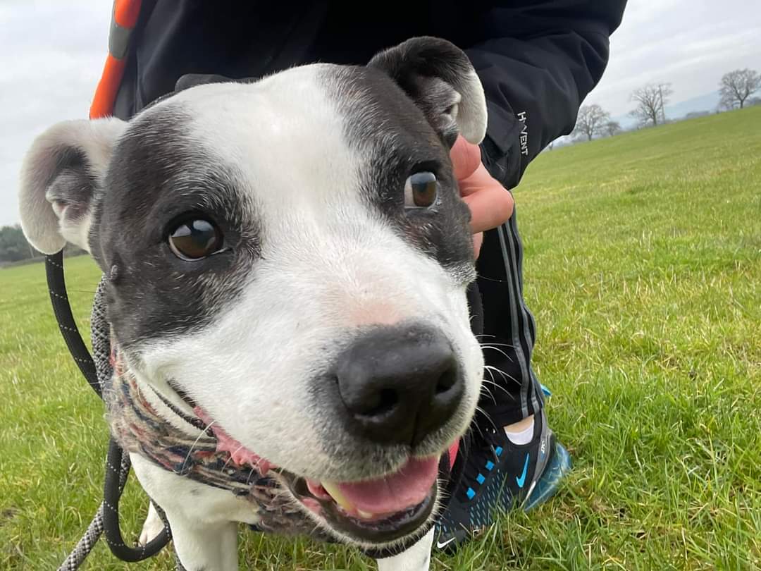 Good afternoon Staffy Lovers from Tubby Custard 🥰 Not sure you need reminding but this beautiful boy is now available for adoption so please spare him an RT, thanks! 
More information about him at
seniorstaffyclub.co.uk/adopt-a-staffy… 🐾❤️🐾
#seniorstaffy #TeamZay #RESCUE