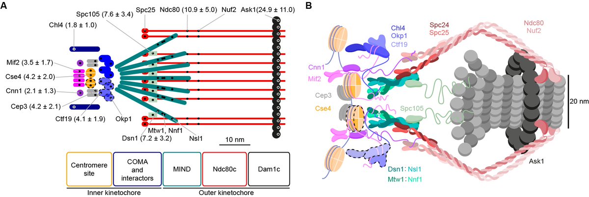 Our work has been published in @JCellBiol! We (@JonasRies group at @embl; @KonstantyAC @DuccioConti @SkruznyMichal) obtained a quantitative model of kinetochore organization by determining precise positions and copy numbers of kinetochore proteins. doi.org/10.1083/jcb.20…