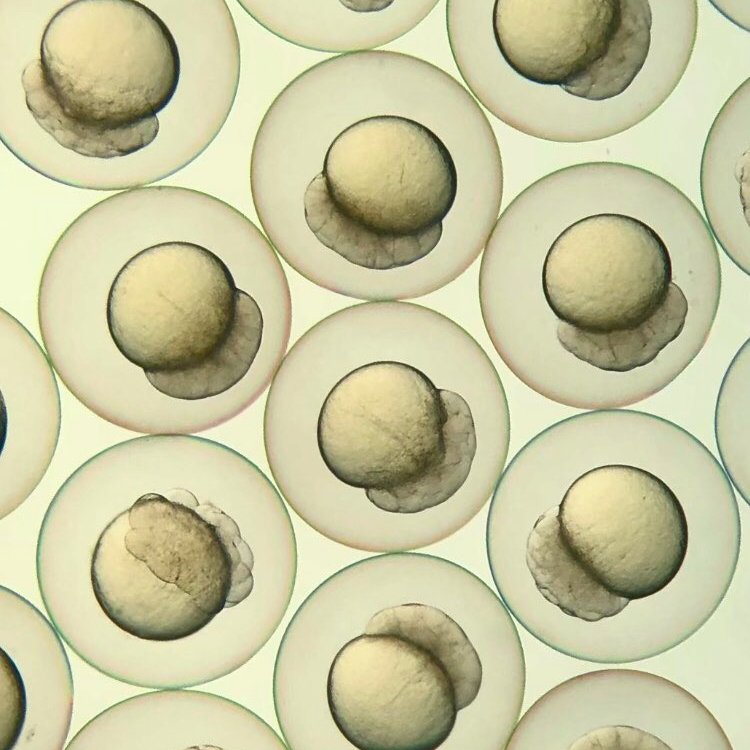 Zebrafish Rock! tweet media