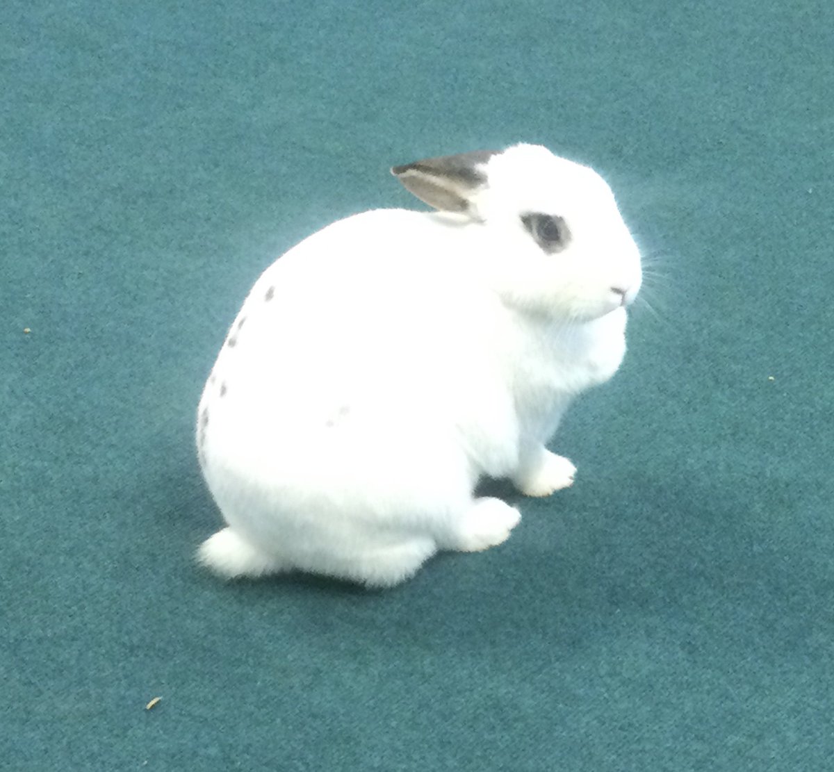 class2foxton's tweet photo. Lily the rabbit came to visit Class 2 today. Everyone was so quiet, calm and sensible she even had a relaxing lie down! We have learnt a lot about looking after a pet rabbit, ready for our writing next week. https://t.co/pNM9eANMPp