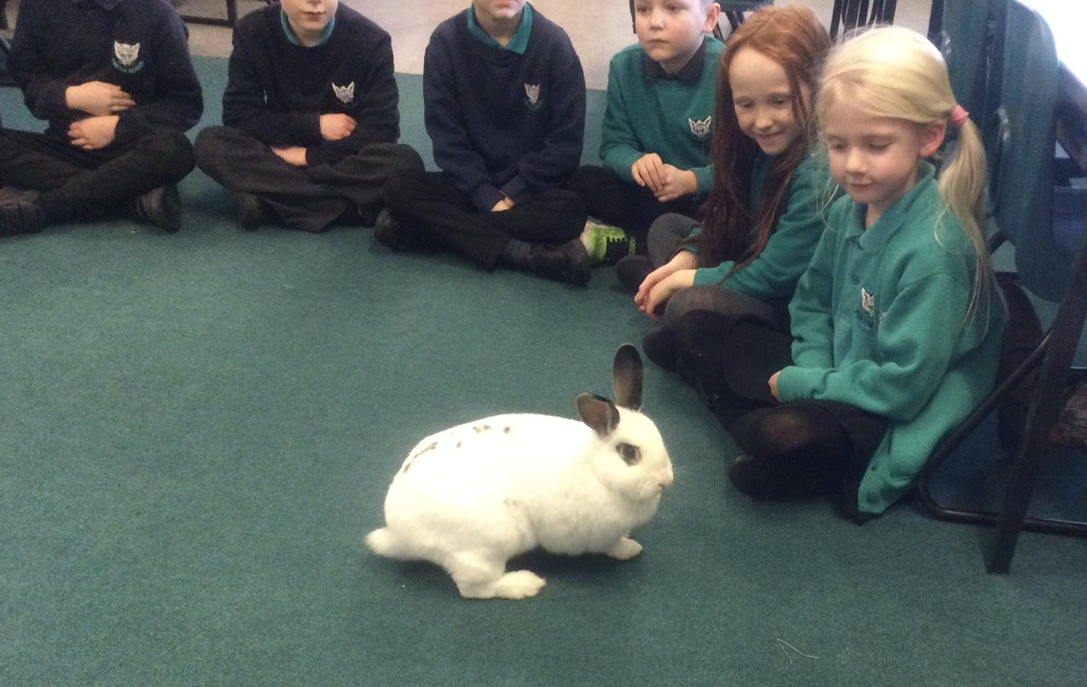 class2foxton's tweet photo. Lily the rabbit came to visit Class 2 today. Everyone was so quiet, calm and sensible she even had a relaxing lie down! We have learnt a lot about looking after a pet rabbit, ready for our writing next week. https://t.co/pNM9eANMPp