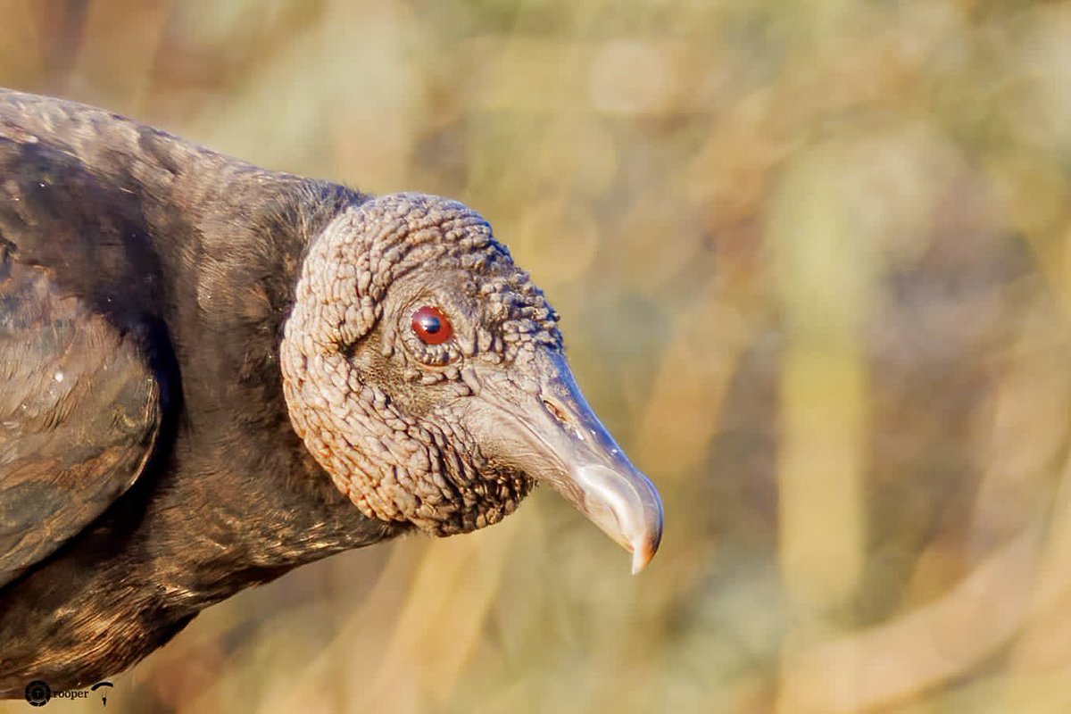pnkjshm's tweet photo. A rarest of rare sighting in Delhi NCR

The Black Vulture (Coragyps atratus), aka American Black Vulture, Mexican Vulture, Zopilote, Urubu, or Gallinazo

Sighting was by @anuradhamathur Ma’am and I reached in 15-20 minutes it gave good time.

#IndiAves #Birds #BirdsSeenIn2023 B19 https://t.co/fDRYmTJmmd