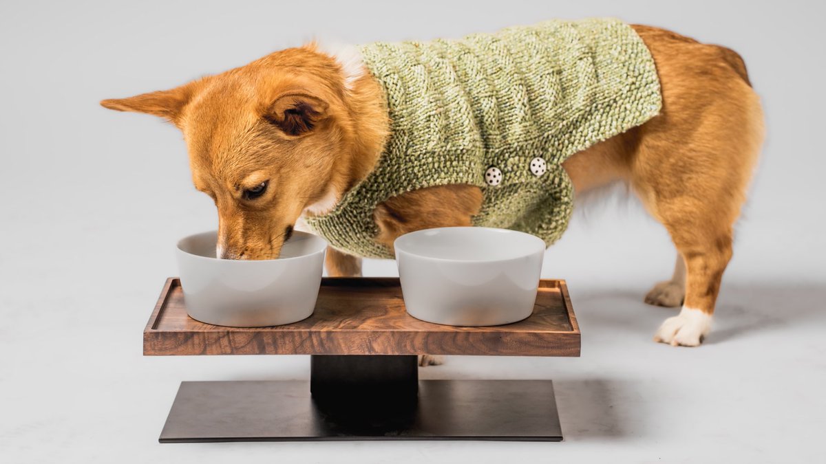 Nothing like a fresh bowl of kibble after a long hard day of being a dog 🐶 

#dogsweater #knitdogsweater #dogshirt #cutedog #corgi #corgilove