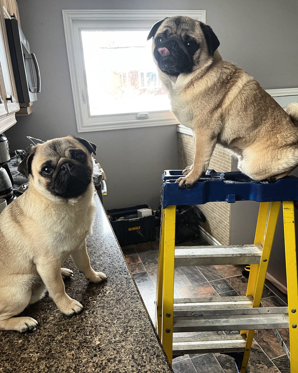 New pot lights going in the kitchen today …. The key to proper measurements is how you hold tongue 👅

#LegacyElectrical 

#pug #electricalinstallation #homerenovations #ldnont