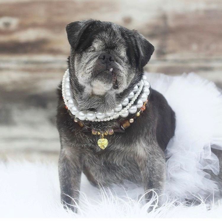 pugdog_'s tweet photo. I know i am not cute 🥺🥺
#pug #dog https://t.co/qL1z9f4rec
