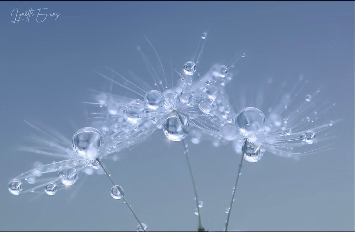 Lynniedrop's tweet photo. Dandelion seeds and water drops. https://t.co/MzxoED4HAz