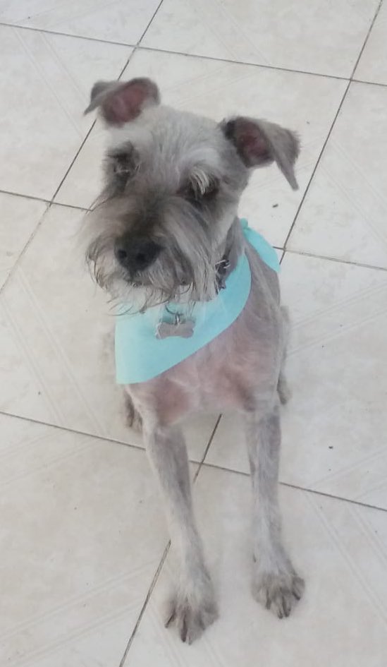 diana_dfc's tweet photo. Urge HT/HD para estos dos peques, la fam se muda y no se los llevará😡🤬 así que solo tenemos 7 días para encontrar resguardado, el Schnauzer 11 años y el cafecito 4 años juntos o separados lo importante es encontrar casita me ayudan con RT🙏🏻 @MascotasSismo @perrososmx @acano52 https://t.co/eLysxJ7Xgo