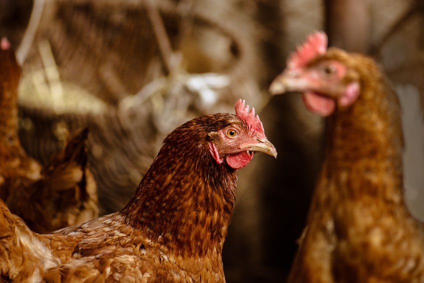 PredatorGuard's tweet photo. Trying to decide what chickens to raise on your #homestead? Here's an introduction to twenty different breeds to consider.  https://t.co/Jdtj8PwCh8 #raisingchickens https://t.co/9hhSRTeU3h
