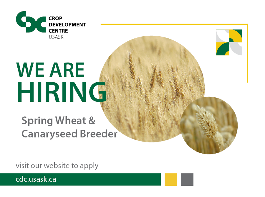 Join our team!  We are hiring a spring wheat and canaryseed breeder.  If you are passionate about western Canadian agriculture, we want to hear from you.
cdc.usask.ca/training/work-…