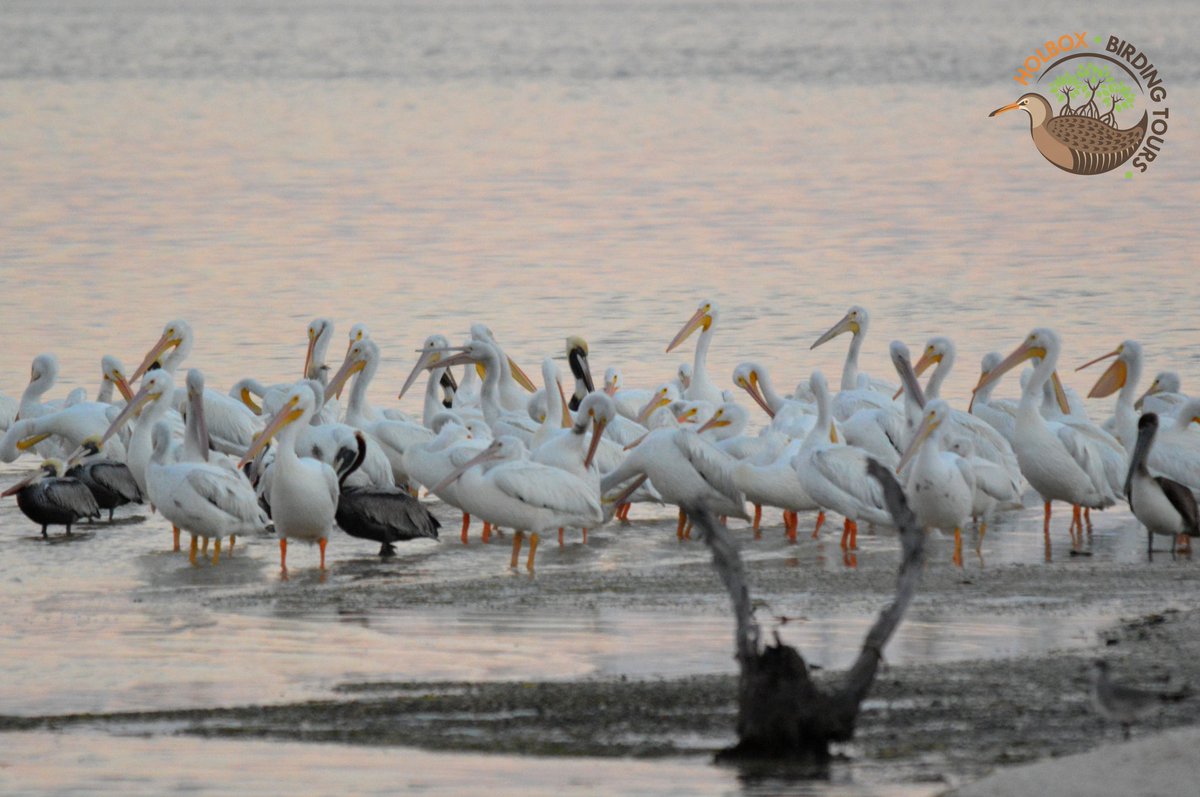 Una parvada de Pelícanos blancos en #holbox #holboxbirdingtours #birding #birdwatching #tours