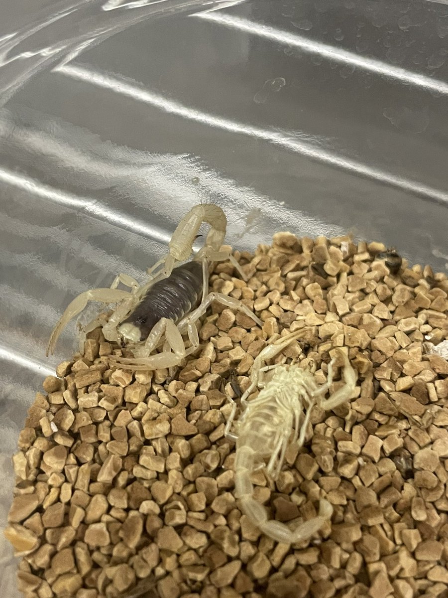 777Reptiles's tweet photo. まだ子供のデザートヘアリースコーピオン🦂
リニューアルしたらどんな生体を置こうかな😌
#大田区
#爬虫類
#ボールパイソン
#奇蟲 https://t.co/3uQdTJOcYn