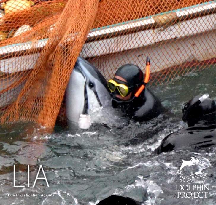 Dolphin_Project's tweet image. TAIJI:  Today was a sad day in TAIJI.  12 Striped Dolphins were slaughtered including a small juvenile.  As these images of the slaughter depict, it is not an “ethical” killing process.  There is great suffering in the hunts for those killed and those taken in captivity.  1/27/23