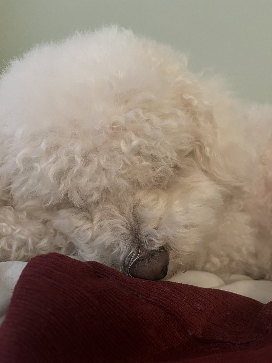 Snoozin’ into the snowy weekend. Keep cozy ❄️🐾☃️<a href="/jenny_bichon/">Jenny and Dolly</a> <a href="/OtisBichon/">Otis Evans</a> @OllyMister191 <a href="/WalshKim/">kim walsh</a> <a href="/hammonster/">Oscar Bichon</a>