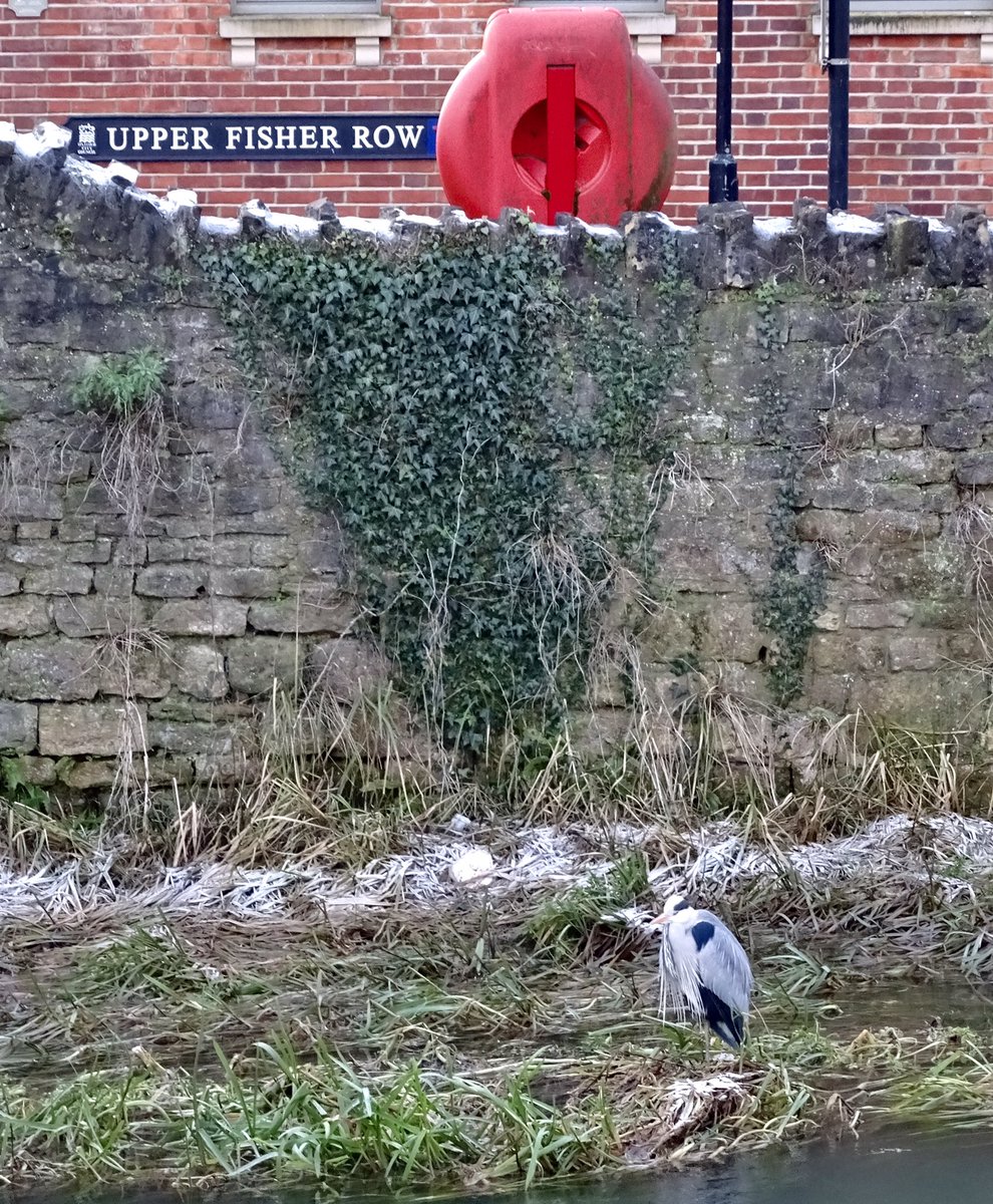 Upper Fisher Row: with residents like this, it certainly lives up to its name…
One of the Grey Herons along Oxford’s semi-frozen canal earlier this week #urbanbirds