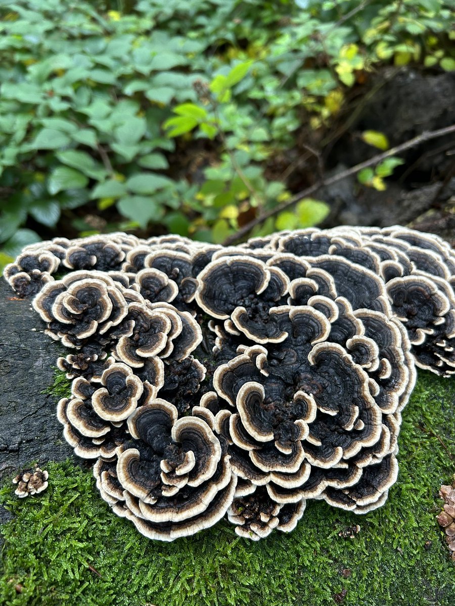 PortmannCarrick's tweet photo. #fungifriday 🍄 https://t.co/6NbcQfPrB4