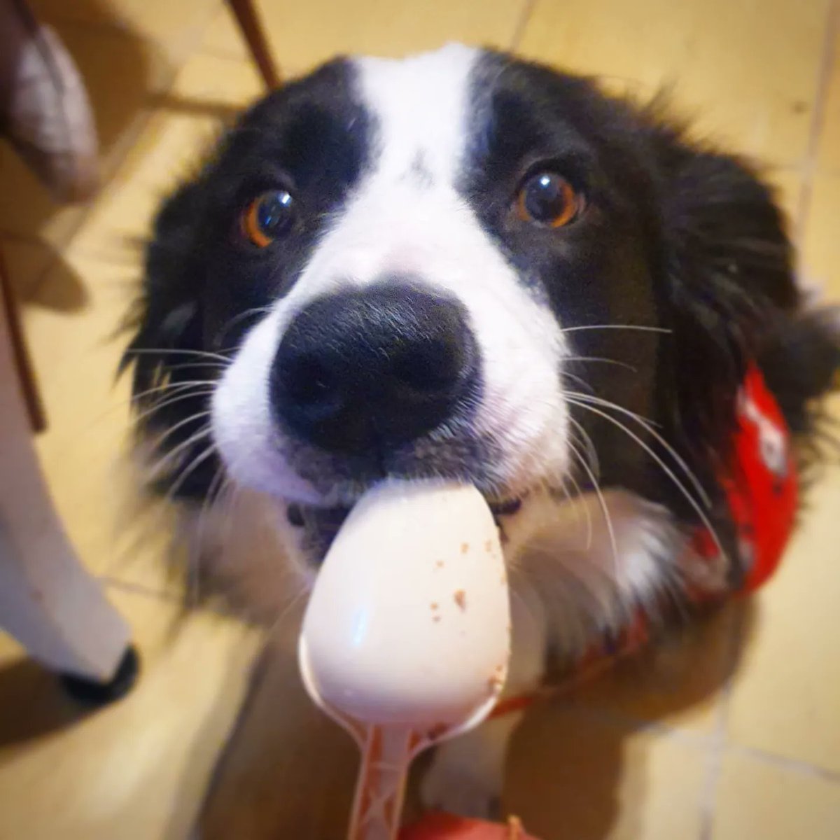 MoGoRubria's tweet photo. #LAYLA tiene un poco de trastorno alimenticio desde que en diciembre la dejamos en un hotel.  Ahi convivió con muchos perritos y pensamos que se deprimió. Estamos complementando su alimentación con latas de @royalcaninmexico y es la más feliz 😄 
#puppy #dog #bordercollie #mydog https://t.co/df5TgLuFsK