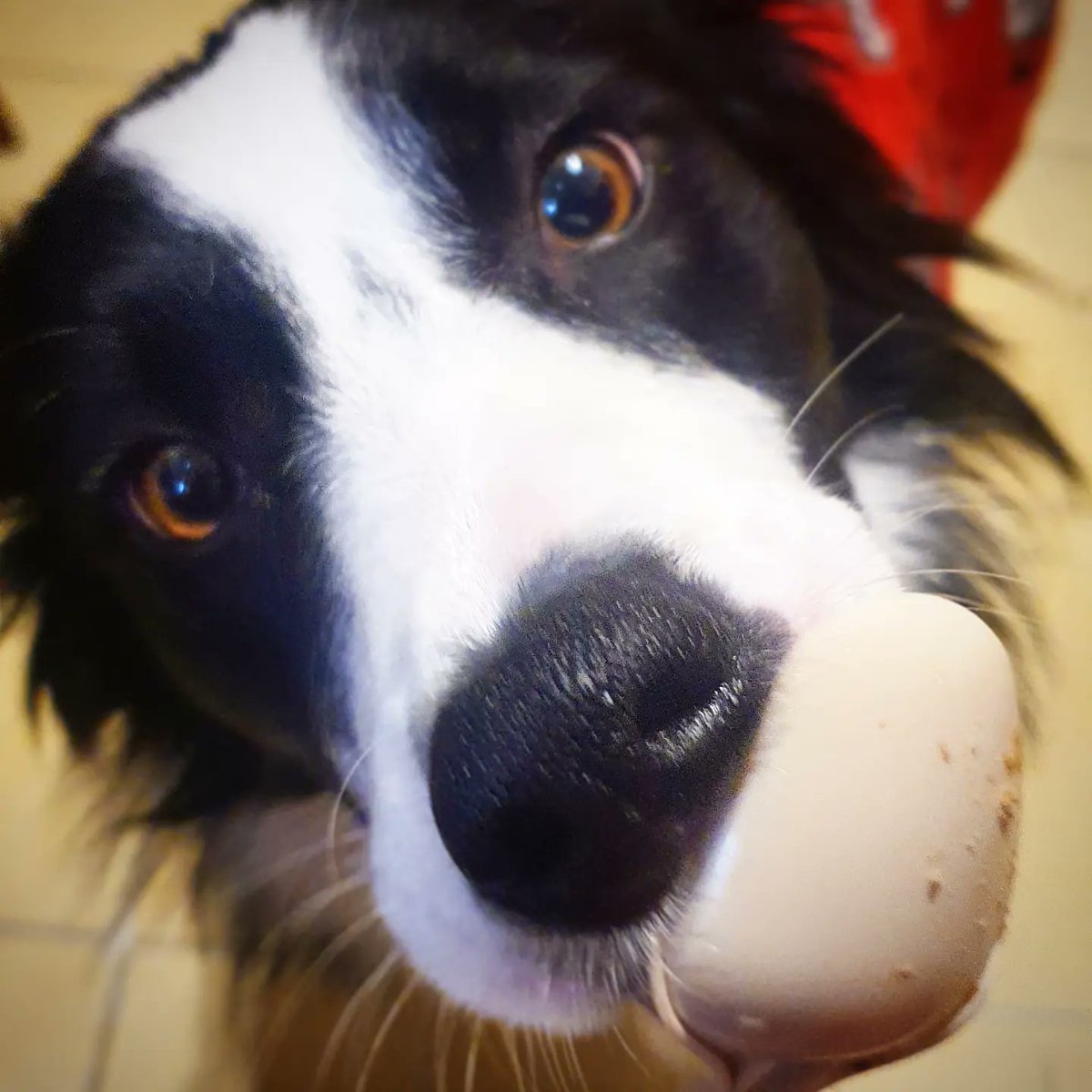 MoGoRubria's tweet photo. #LAYLA tiene un poco de trastorno alimenticio desde que en diciembre la dejamos en un hotel.  Ahi convivió con muchos perritos y pensamos que se deprimió. Estamos complementando su alimentación con latas de @royalcaninmexico y es la más feliz 😄 
#puppy #dog #bordercollie #mydog https://t.co/df5TgLuFsK