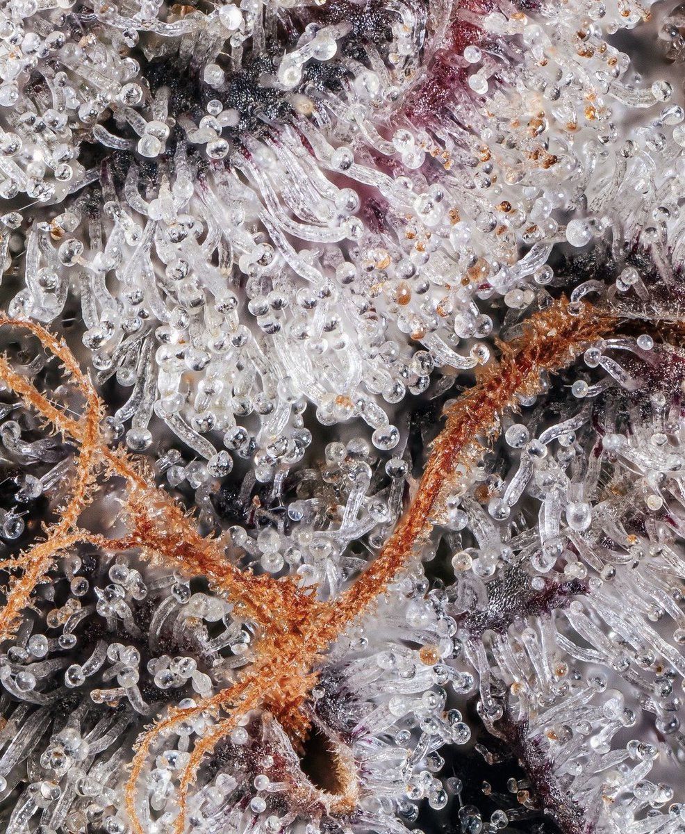 Cake & Caviar tweet media