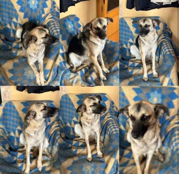 Carlota es un abandonó más. No sabemos su pasado ni de dónde viene lo que está claro es que lo ha debido de pasar muy mal. 
Se entrega con contrato de adopción, esterilizada  , desparasitada vacunada
 y con chip
Inf WhatsApp al :651428414 #adoptame