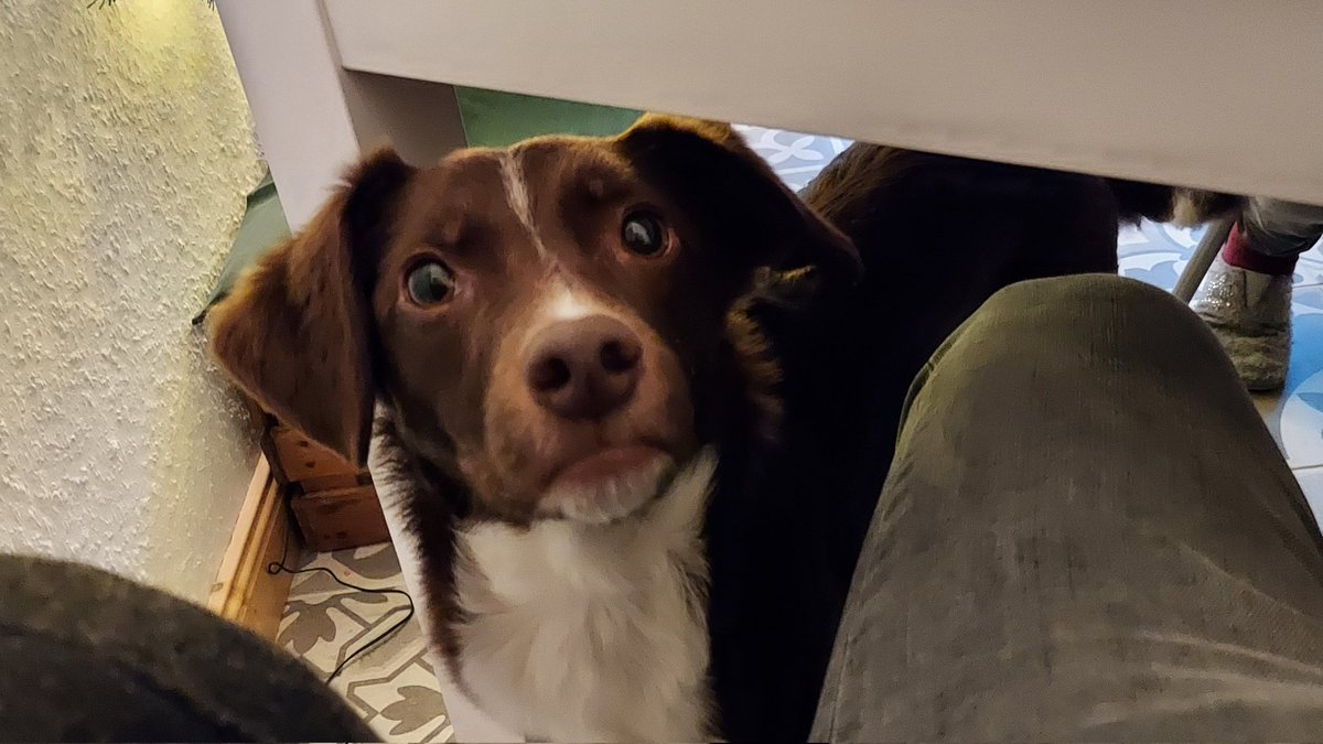 ManaroEU's tweet photo. Hier hätte 1 Doggo eine Frage bzgl. sog Snackos https://t.co/EdLrmHFWLS