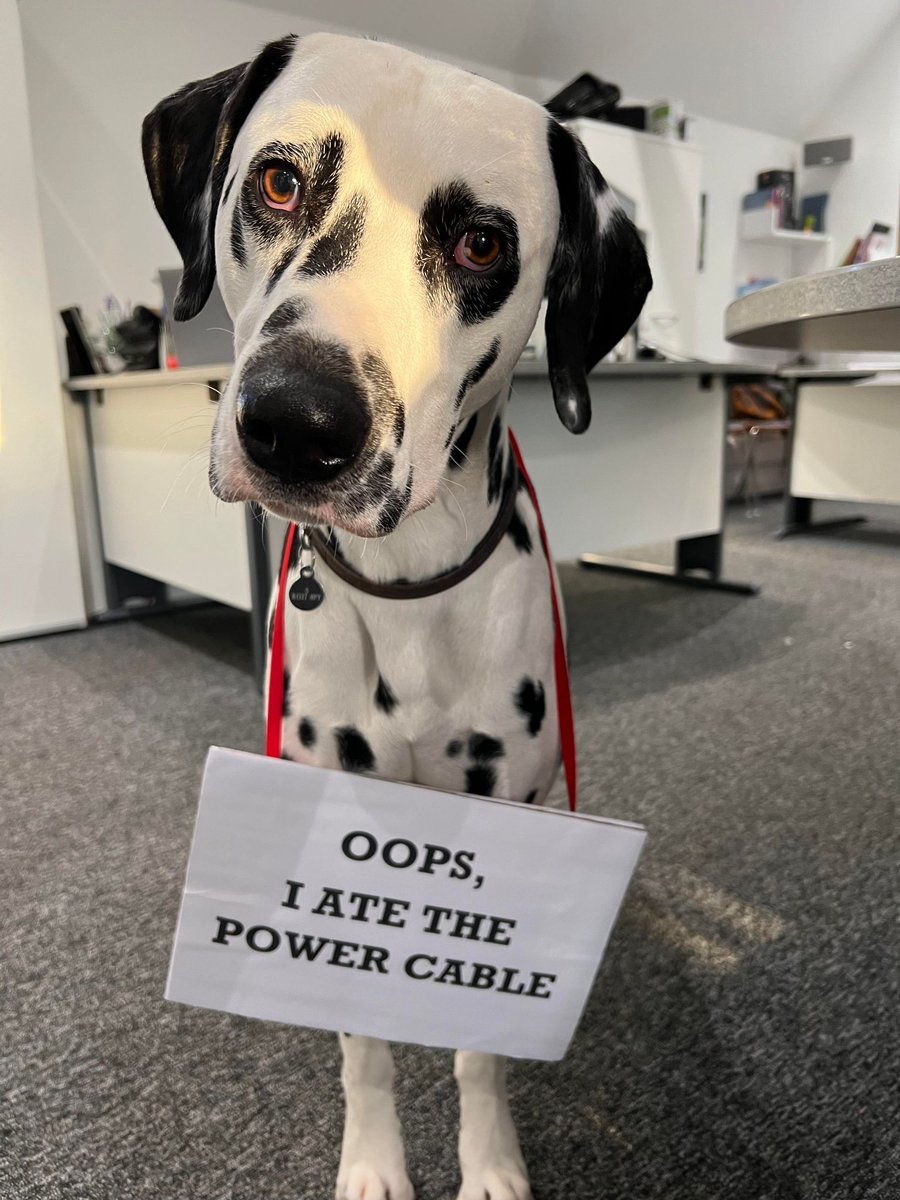 Alexa, play Taylor Swift 🎵

Had trouble applying for festival volunteering at midday today? Blame this guy...

Good news, we've fixed it - apply here: hotboxevents.com/events