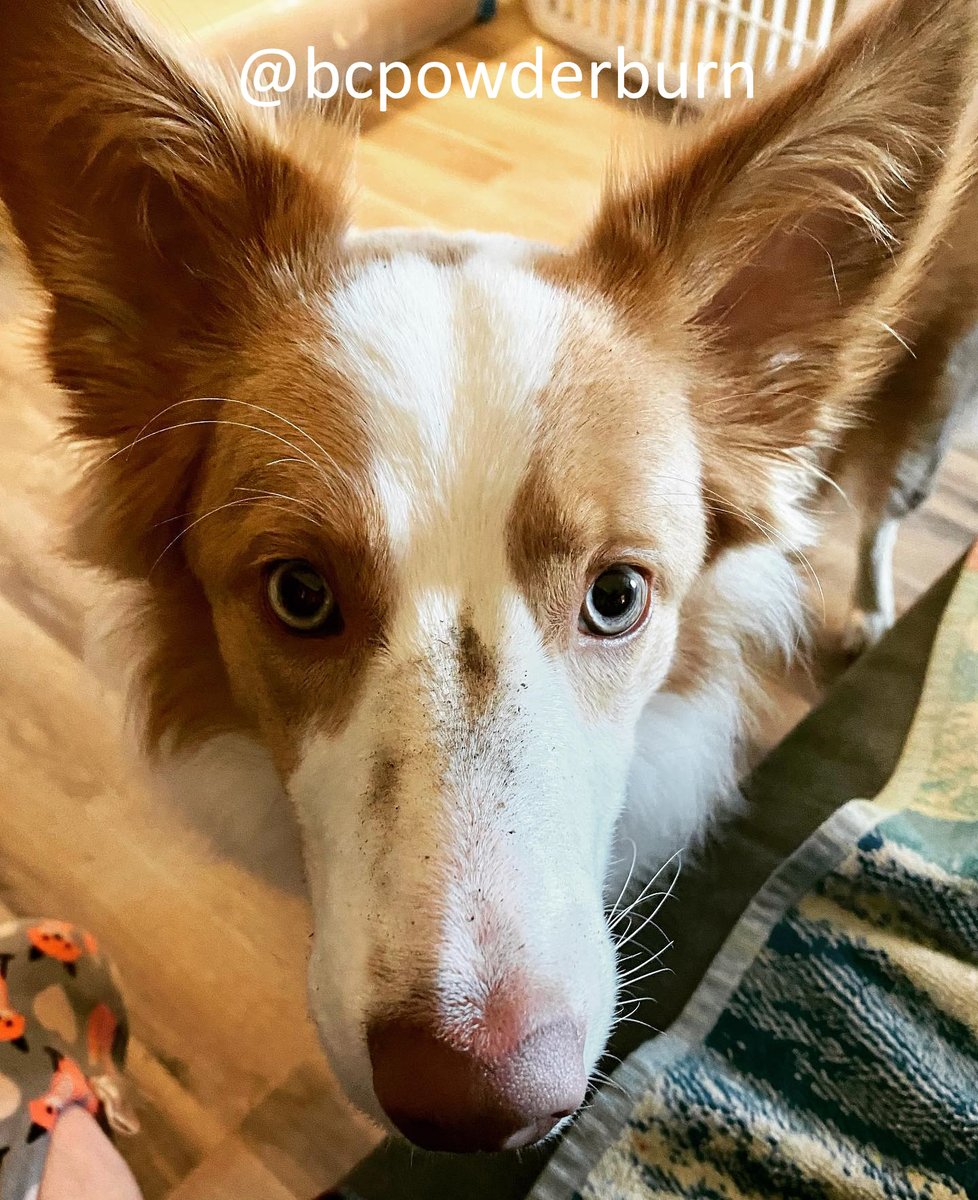 bcpowderburn's tweet photo. It's Friyay! Have some fun, play in the dirt. #bcpowderburn #friyay #DogsofTwittter #bordercollie #dogs #dogsnoot #havesomefun https://t.co/NtSIh1YxGB