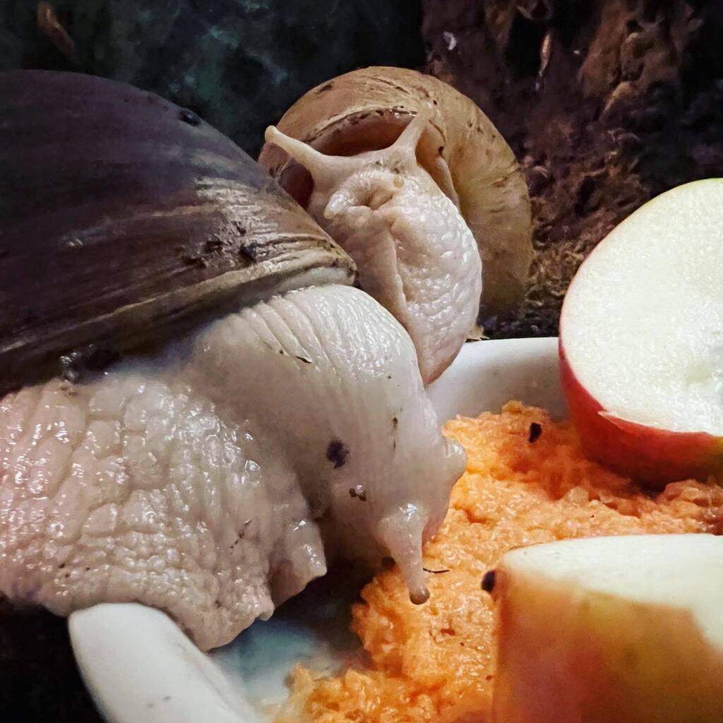 SweetGiantSnails tweet media