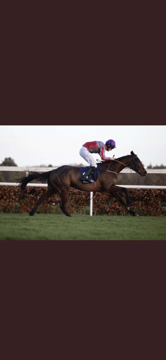 Lot 127 selling @tatts_ireland February NH Sale. Affinsea filly ex C’Est La Mode half sister to FASCILE MODE favourite for DRF Grade 2 bumper and fancied for the champion bumper Cheltenham.   Barn B Box 56.