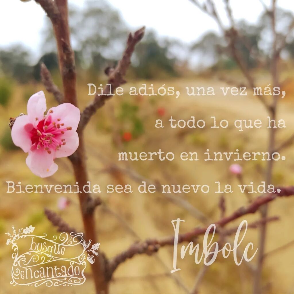 EncantadoBosque's tweet photo. Ya la Madre Tierra está preparándose para recibir de nuevo la vida.
Tomé esta foto de uno de los duraznos de mi casa, viendo como ya todo empieza a florecer 😍

#Imbolc #RuedaDelAño #LurraehLaBruja #BosquEncantado #Huamantla https://t.co/Bga0cXwktB https://t.co/piTQAGubAg