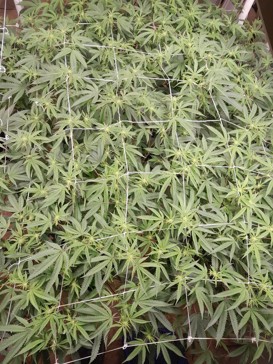 JoshShewbart's tweet photo. Bkp f2 clones day 12f trying to keep an even canopy but it seems the more I tuck the faster they shoot up!! Seeds acquired from @WickedGenetics @HLGLED #athenapro #powersi #mykos #acinfinity #wickedgeneticsforthewin https://t.co/QBxAsnmr3C