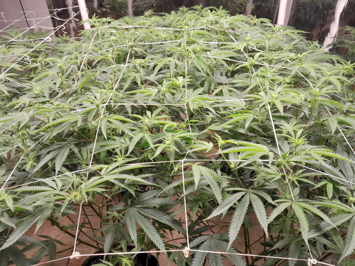 JoshShewbart's tweet photo. Bkp f2 clones day 12f trying to keep an even canopy but it seems the more I tuck the faster they shoot up!! Seeds acquired from @WickedGenetics @HLGLED #athenapro #powersi #mykos #acinfinity #wickedgeneticsforthewin https://t.co/QBxAsnmr3C