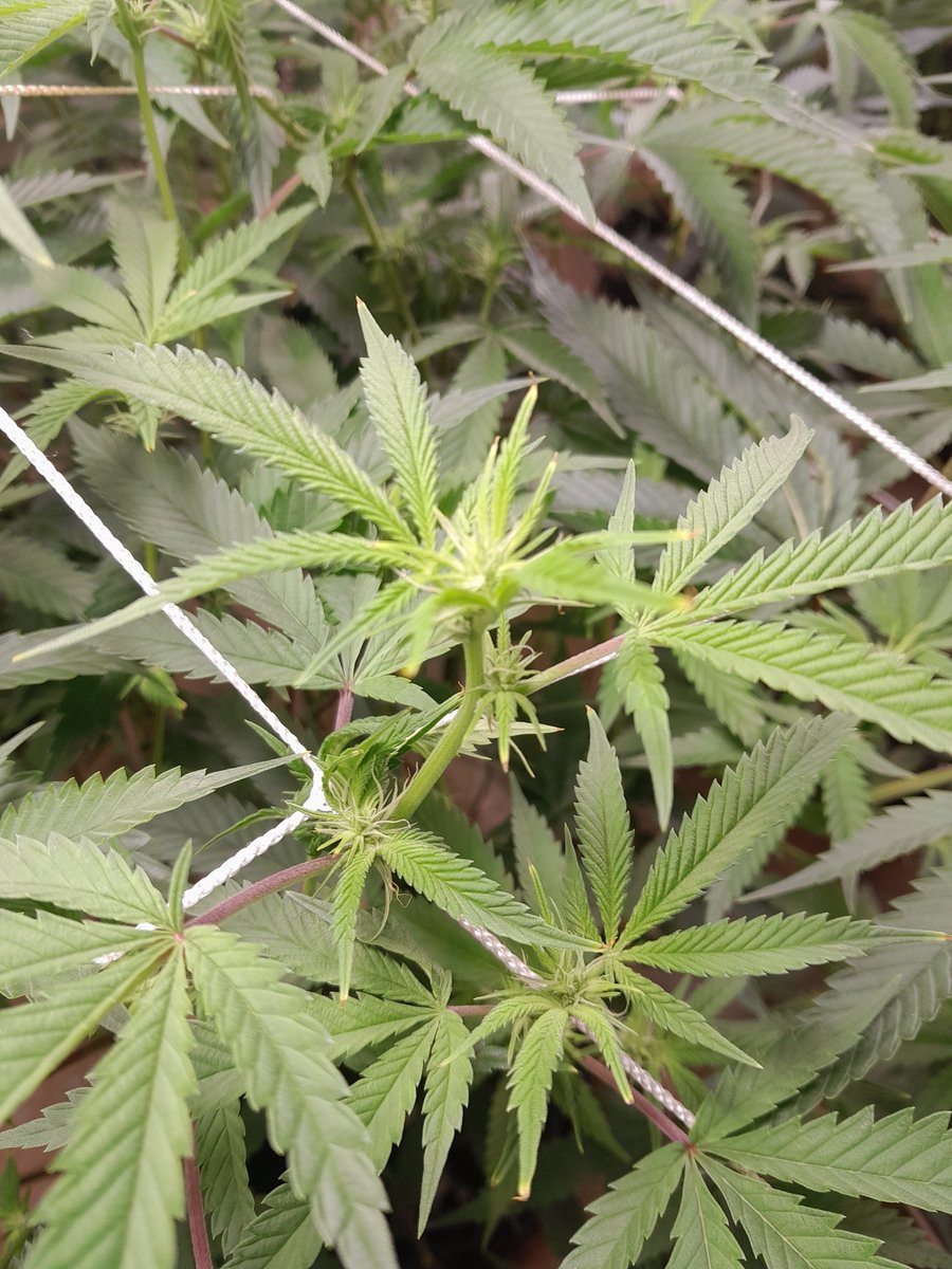 JoshShewbart's tweet photo. Bkp f2 clones day 12f trying to keep an even canopy but it seems the more I tuck the faster they shoot up!! Seeds acquired from @WickedGenetics @HLGLED #athenapro #powersi #mykos #acinfinity #wickedgeneticsforthewin https://t.co/QBxAsnmr3C