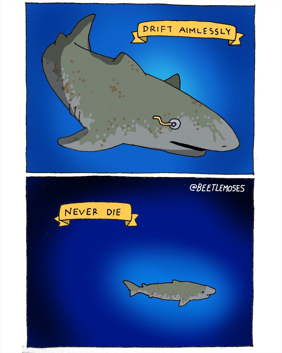 beetlemoses's tweet image. The Greenland shark
