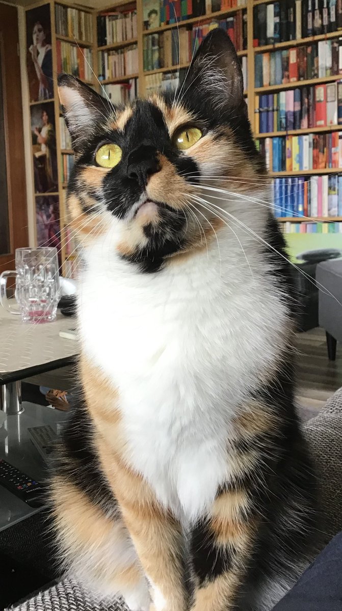 #cats #CatsOfTwitter #CatsOnTwitter #CalicoCrew