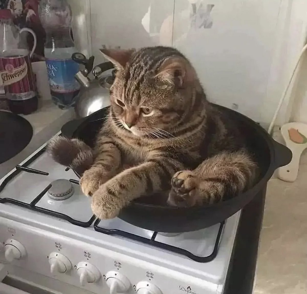 PostsOfCats's tweet photo. this is what he was cooking https://t.co/hqK1tXXngG