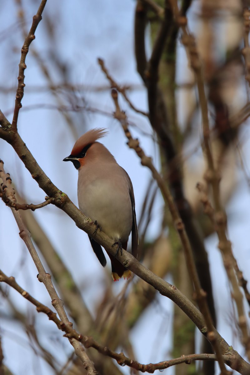 palustris tweet media