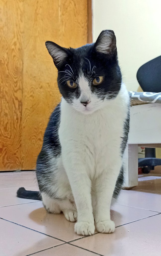 ilebe 🏃♀️🐈🐾🐕 tweet media
