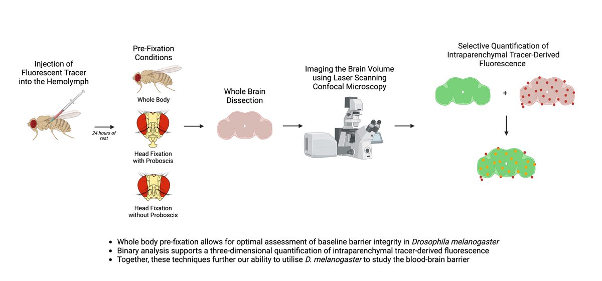KenColodner's tweet photo. Very happy to share my lab's recent work optimizing the dye-exclusion assay in adult Drosophila. If you are interested in assessing brain-barrier integrity in the adult fly, check it out. This was the work of two outstanding recent Mount Holyoke alums @kesshni and Olivia Heintz. https://t.co/kVdY699s7l