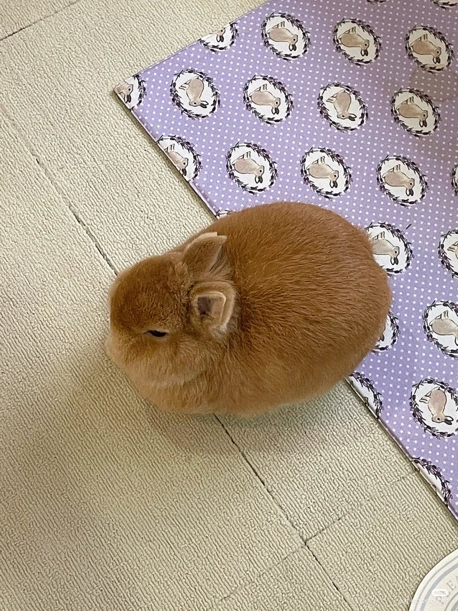 lovesickdoe's tweet photo. bunny https://t.co/zsFbf8NloK