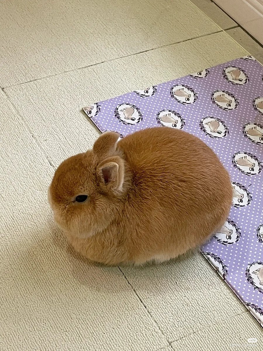 lovesickdoe's tweet photo. bunny https://t.co/zsFbf8NloK