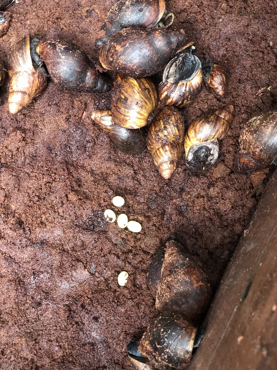 UlrichEl2's tweet photo. @Peguy_Certifie Production et vente d’escargots https://t.co/mnWif5pXNm