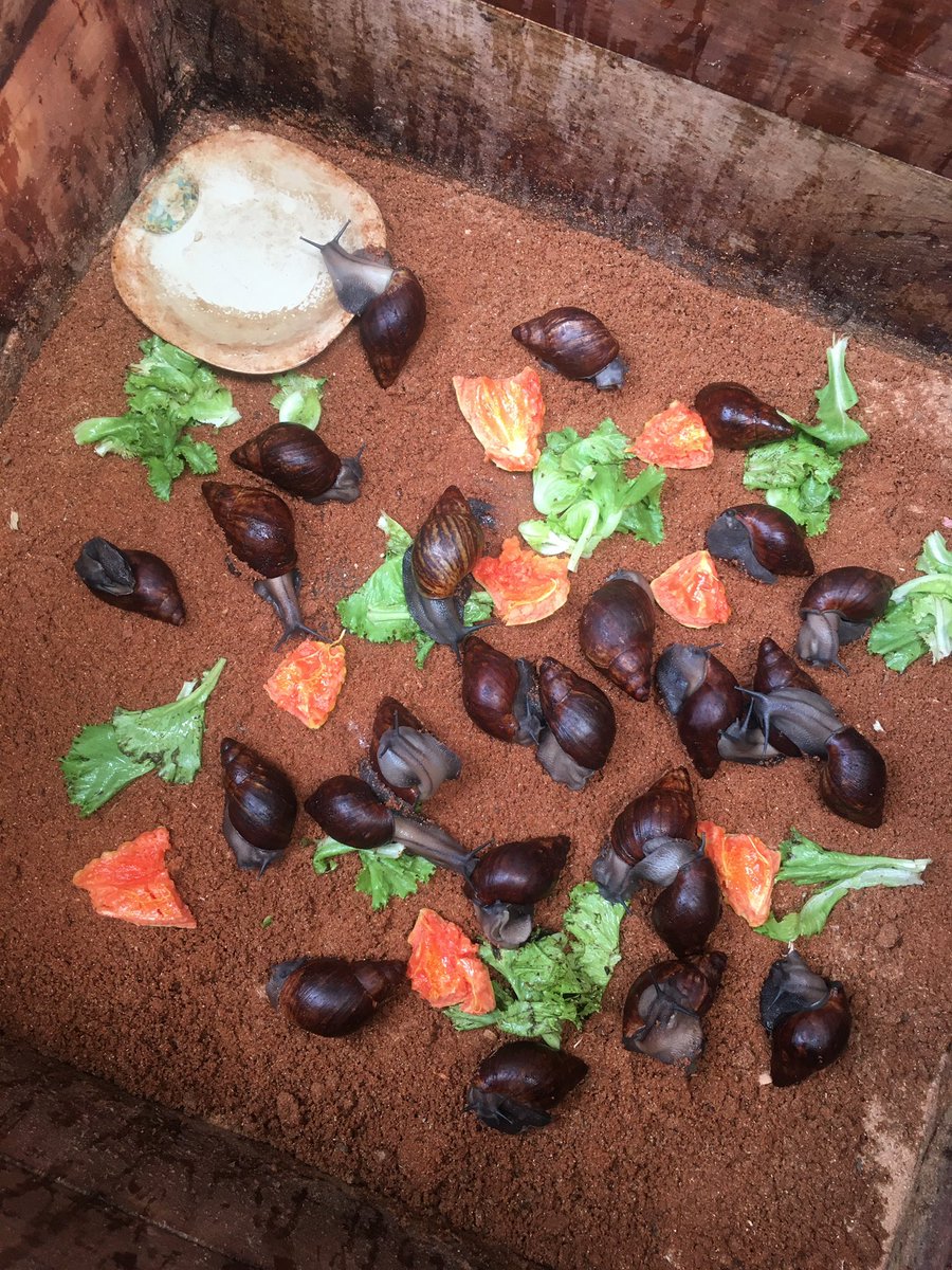 UlrichEl2's tweet photo. @Peguy_Certifie Production et vente d’escargots https://t.co/mnWif5pXNm