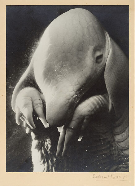 bja_samuel's tweet image. Père Ubu (1936) by Dora Maar

#Art #photography #DoraMaar