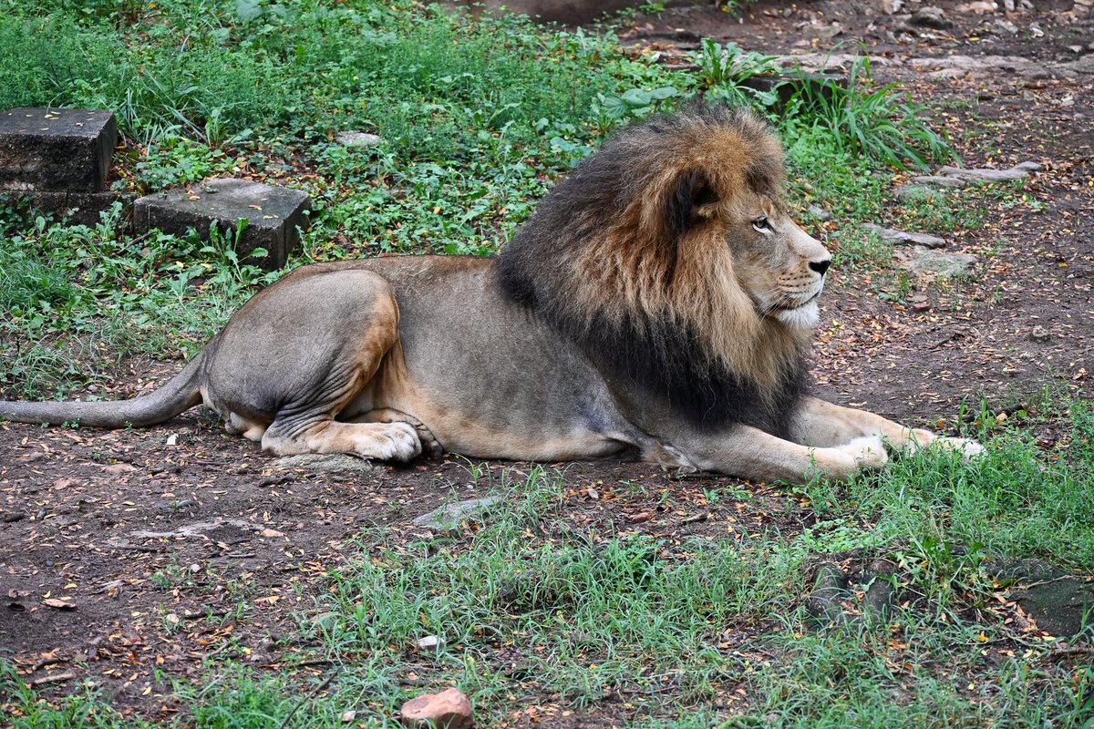 dpzoo's tweet photo. African lions, like Ade here, can weigh anywhere from 265 to 420 pounds. Their size allows them to hunt large grassland species, such as wildebeests and zebras.
#lovespringfield #lovedpz #417 https://t.co/fh8I5PiCJb