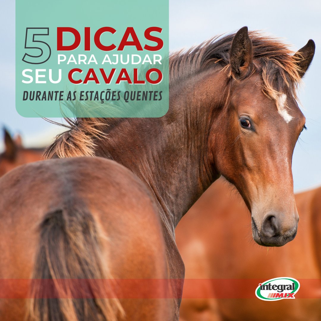 IntegralMix's tweet photo. 1. Evite o estresse térmico.

Sob calor extremo, especialmente com alta umidade, os mecanismos de resfriamento do corpo podem não funcionar bem o suficiente para dissipar o calor.

Confira matéria completa em nosso site. https://t.co/t0dlL33DPY