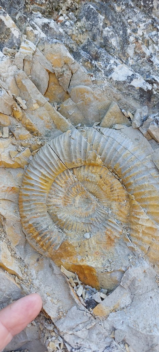 A fractured #ammonite (genus Perisphinctes) of c. 10 cm diameter in Oxfordian limestones in the Ries impact crater, Bavaria. The cm-spaced fractures formed due to the shockwave generated by the impact 15 million years ago. #FossilFriday #impactcrater #structuralgeology.