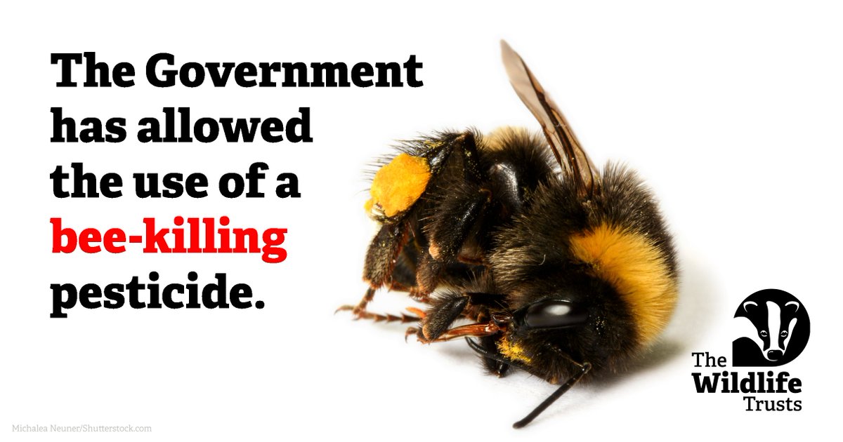 For the third year in a row, UK Gov has: 
❌Approved the use of a banned bee-killing pesticide. 
🐝 Gone against the advice of its own experts. 

This directly opposes the commitments they made at COP15 to halve the environmental harms of pesticides by 2030. 
(1/2)