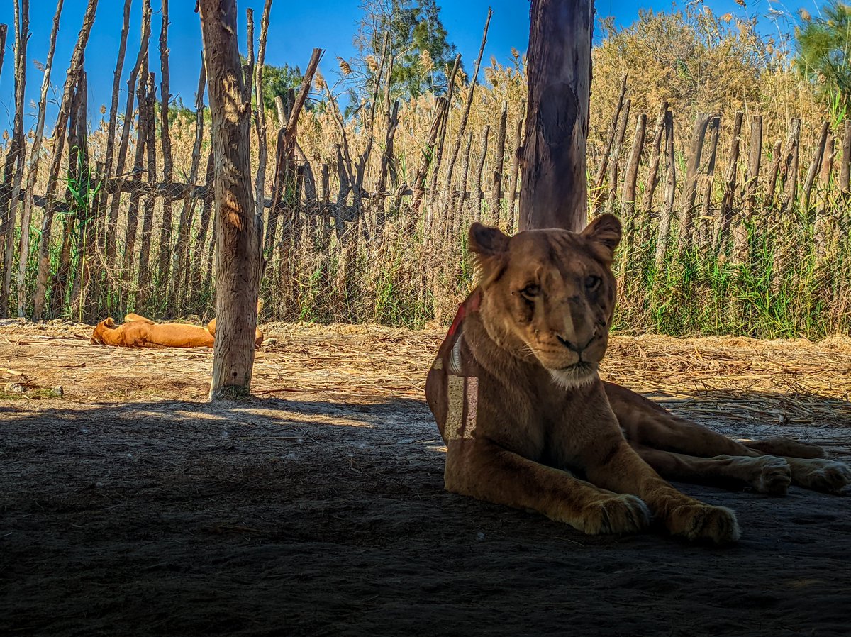 iWhoBaa's tweet photo. Wild cats, in the wilder world.

#mobilephotography #cats #wildlife #wild #wildanimals #wildcat #lion #lioness #egypt #africano #zoo #gold #xiaomi #mi #mi11lite @ Africano Safari Zoo Alex

https://t.co/YuvXpeQx2d https://t.co/oE2Q5FrRVD